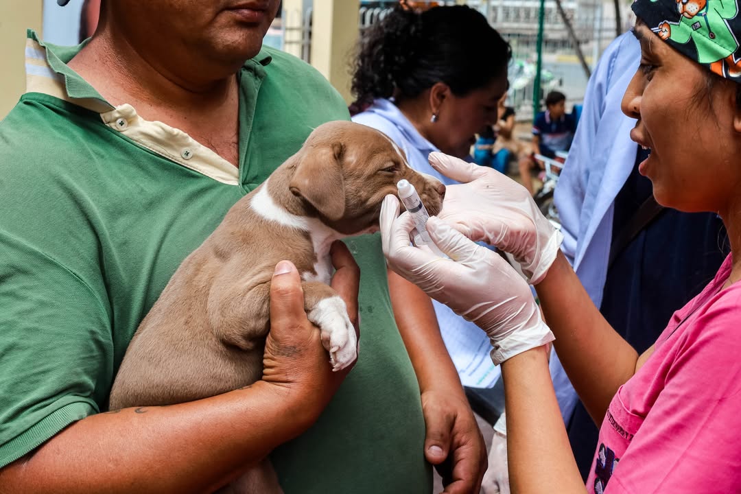 Jornada de salud animal en Pedro Carbo atiende a más de 100 mascotas con esterilizaciones